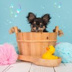 Sabes que podes dar banho ao cão com champô seco?