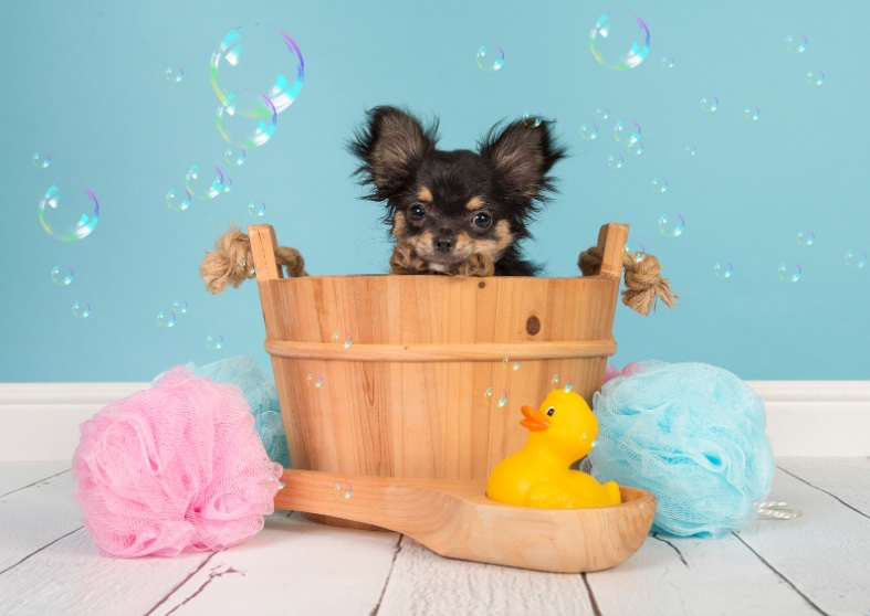 Sabes que podes dar banho ao cão com champô seco?
